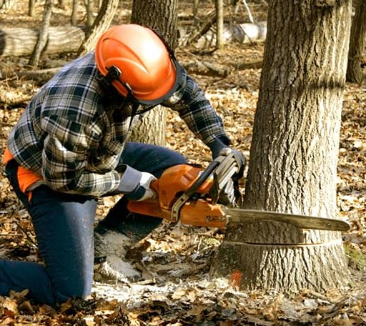 Tree Removal in Ellerslie, MD